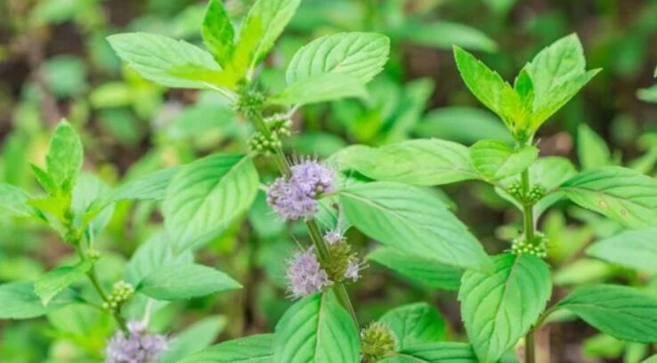 夏山登山者＆暑がりさん必見！夏の必需品”ハッカ油”