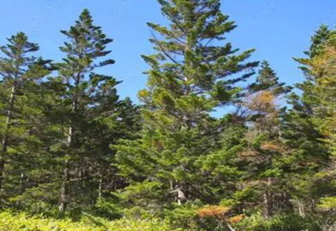 日本の山　標高1000〜2000mの植生と登山時の服装