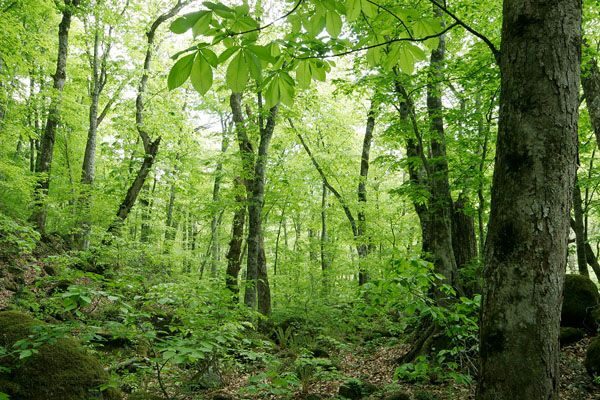日本の山　標高：〜1000mの植生と登山の服装